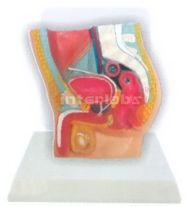 DESK-TYPE MALE HEALTH URINARY PELVIS MODEL WITH DESCRIPTION PLATE